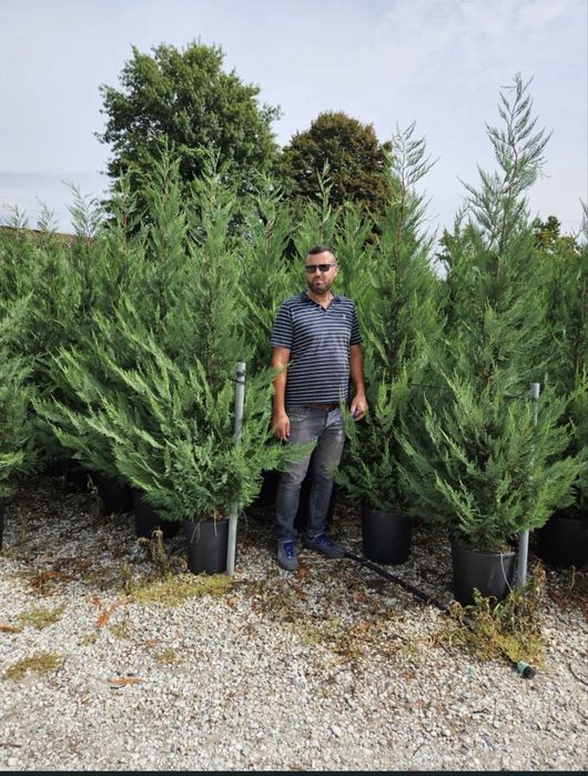 Leylandii cupressus/cupressocyparis pentru gard viu pret minim