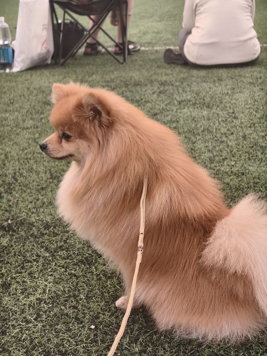 Вязка немецкий малый шпиц