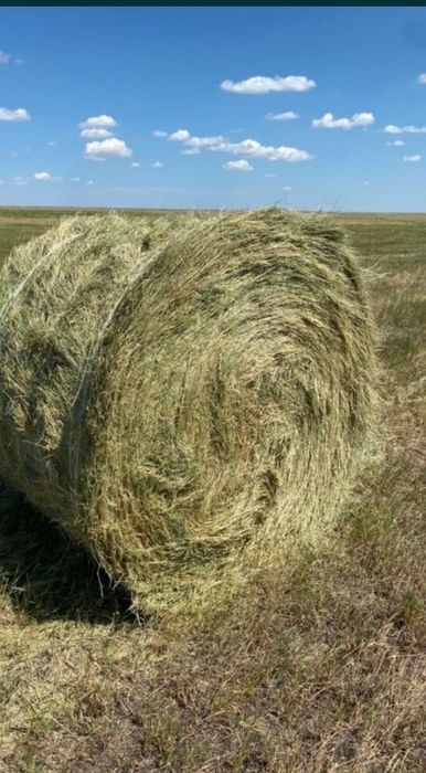 Сено в рулонах большой.