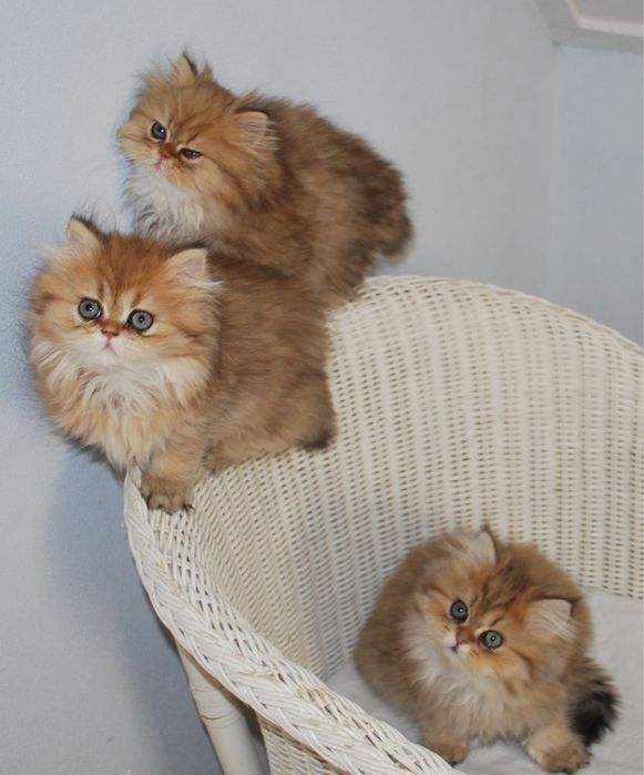 Кошка Шиншилла пушистая срочно