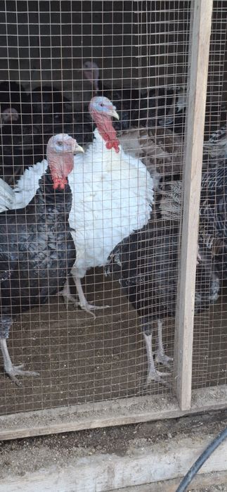 Продаются индюки живые