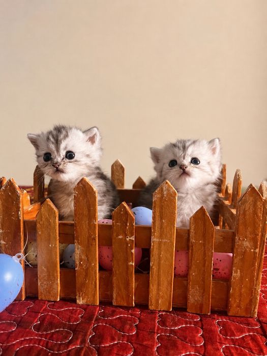 Котенок Британский бронь