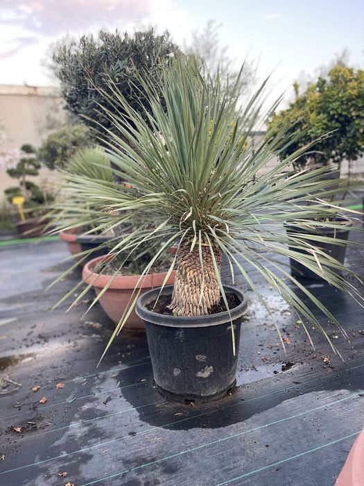 Palmier , Yucca , Maslin, Photinia Evonymus - Plante