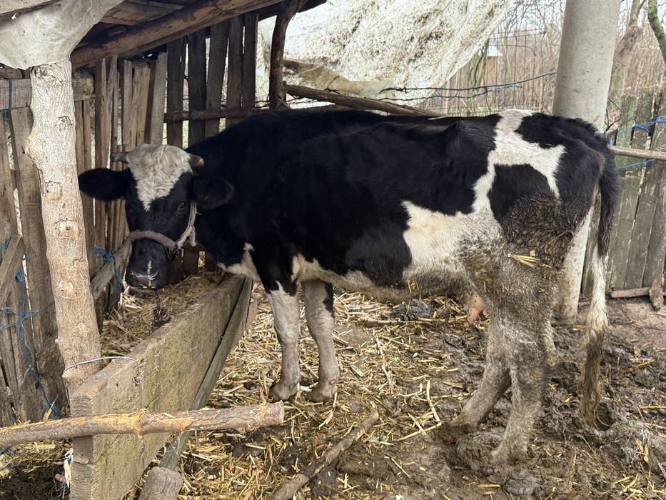 Vand vaca cu lapte varsta 4 ani
