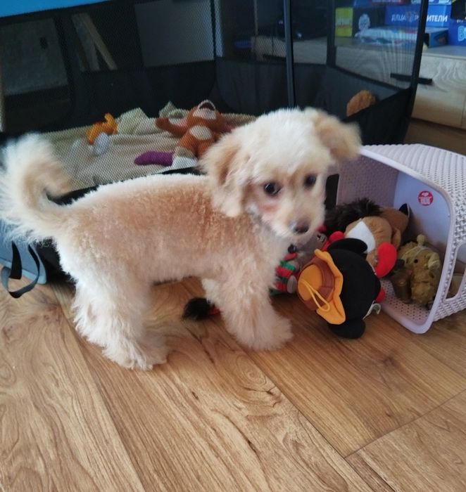 Той/Мини пудел момченце