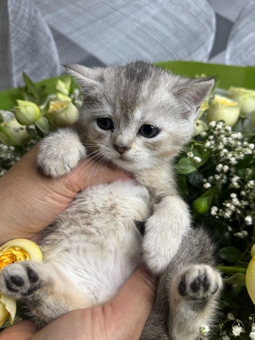 шикарная малышка шиншилла