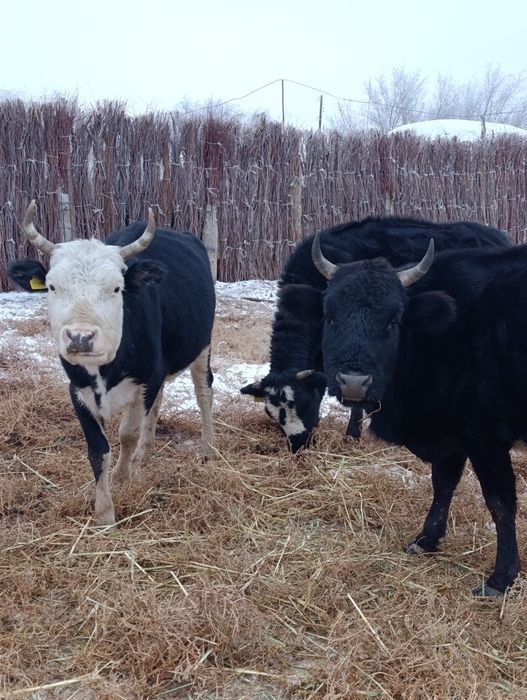 Продам двух коров