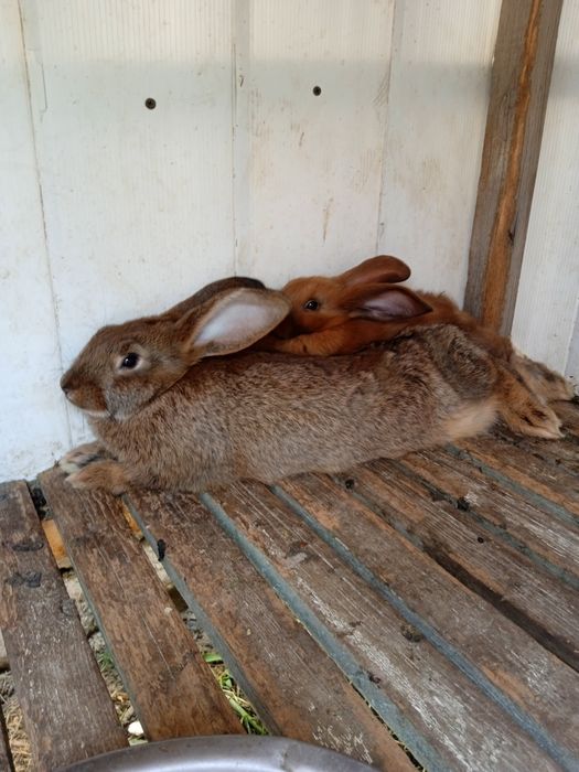 Продаются крольчата