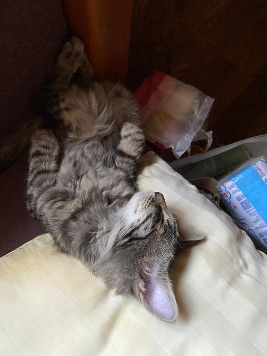 Котёнок подросток в добрые руки