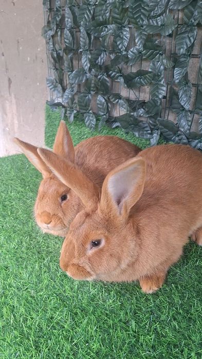 Бургун 4 месячные кролики