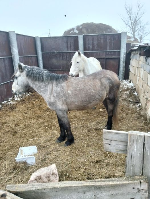 Екі бие сатылады 650 000 теңгеден