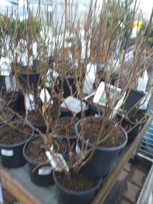 Vand magnoli rpsi și albe la ghiveci