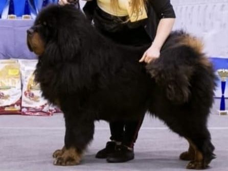 Продам щенков тибетского мастифа