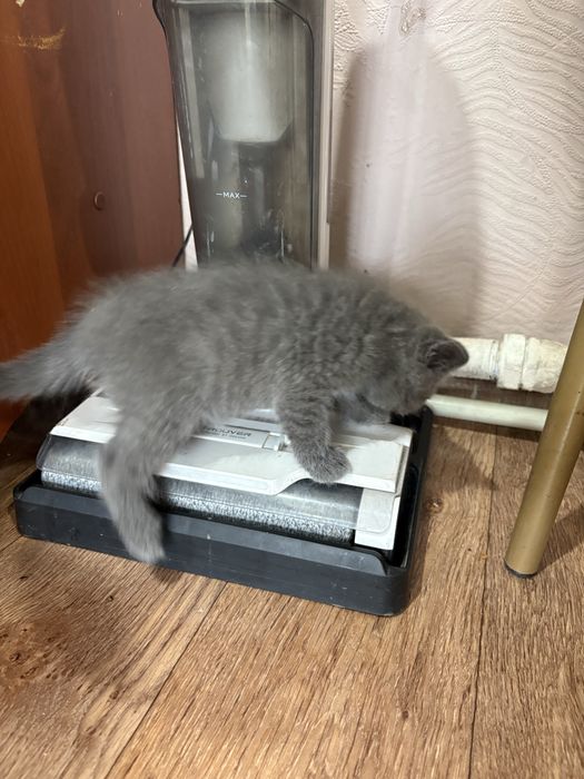 Пролам котенка британец