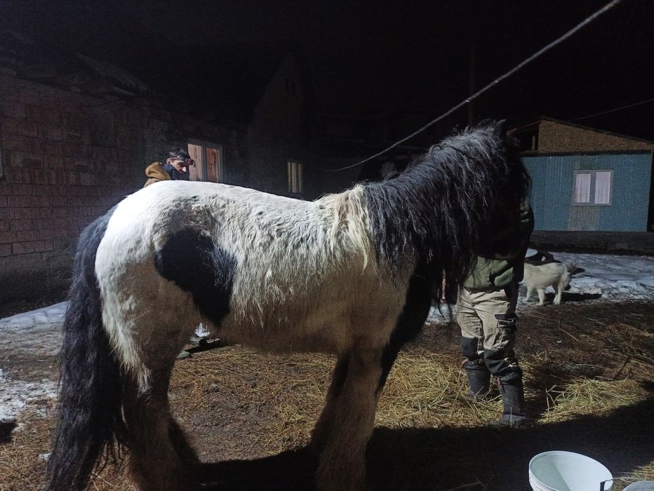 Vând sau schimb  cu oii