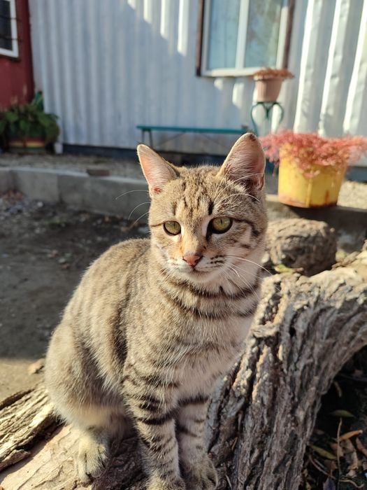 Кот мальчик только в добрые руки