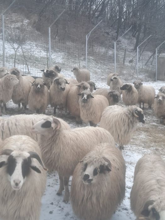 Vand oi cu miei Arges