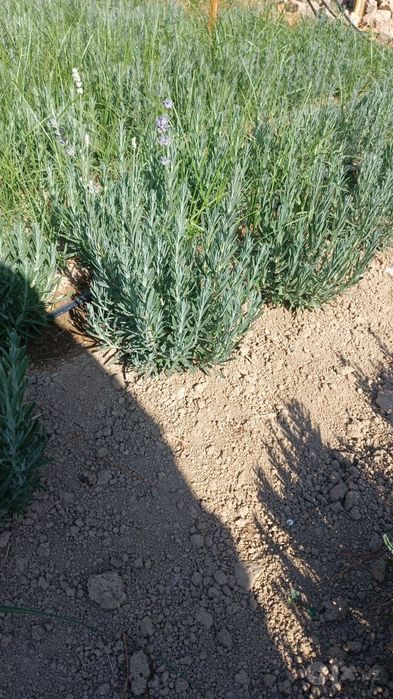 Fransuzkiy lavanda 30000so'm