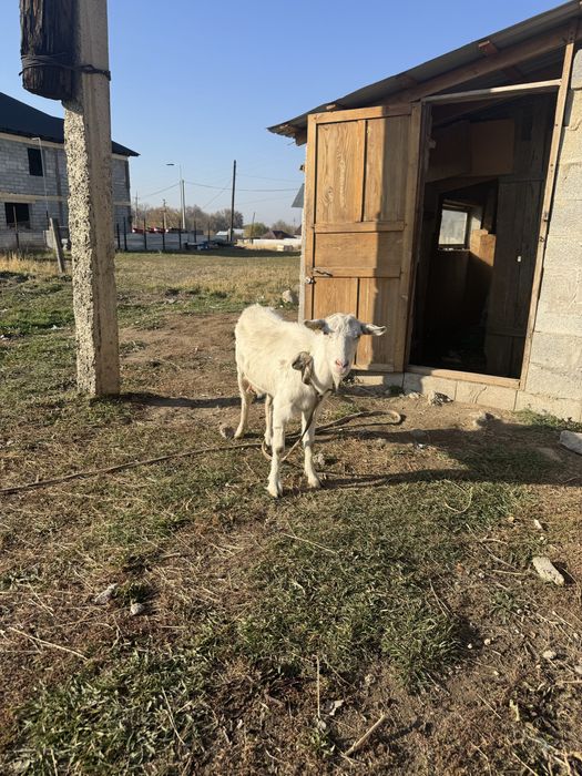 Ешкі сатылады сүтті