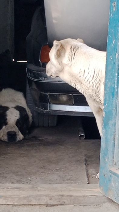 Кушиктер ургашы сатлады