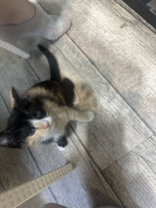 Котята Бесплатно 1,5 месяца