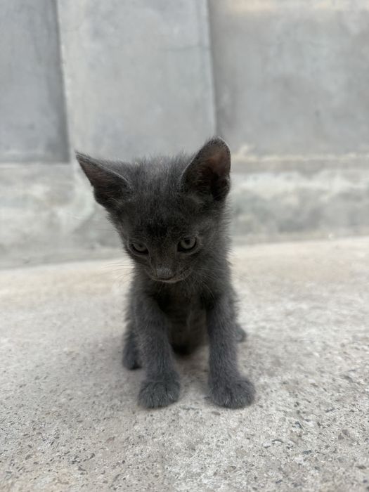 Мушукча котенок