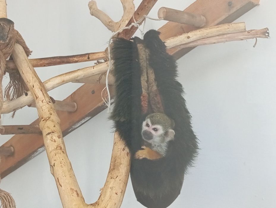 Продам обезьяну с прививками