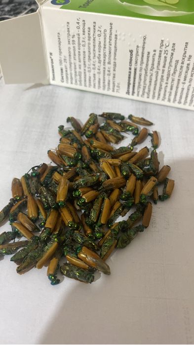 Неміс порно жігіт трахает досының анасы в жопу