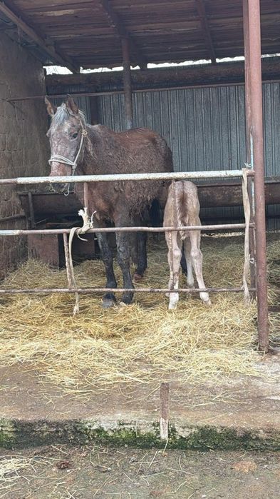 Құлынды биелер сатылады