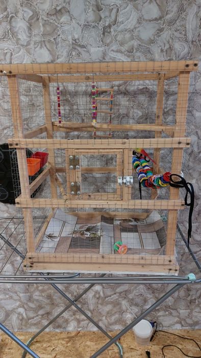 Самочка кореллы )