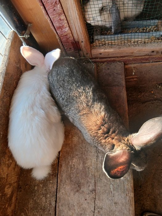 Vând iepurii  metis de uriaș german !