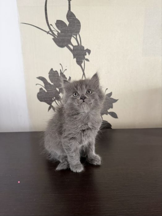 Продам породистых котят