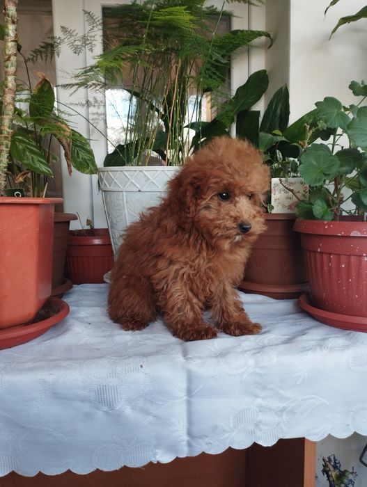 Той Пудел Tou Poodel