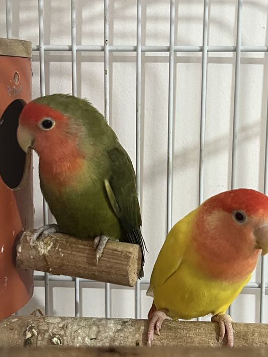 Pereche agapornis matura