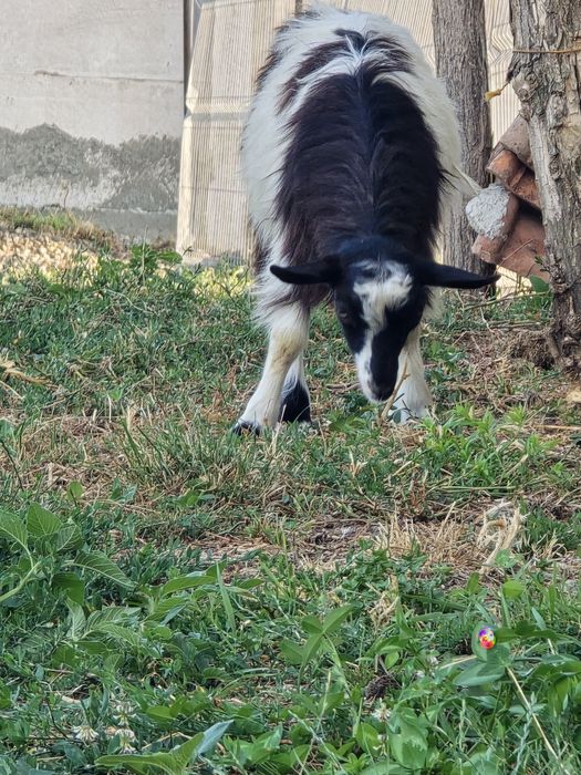 Vand 2 iezii de capră.