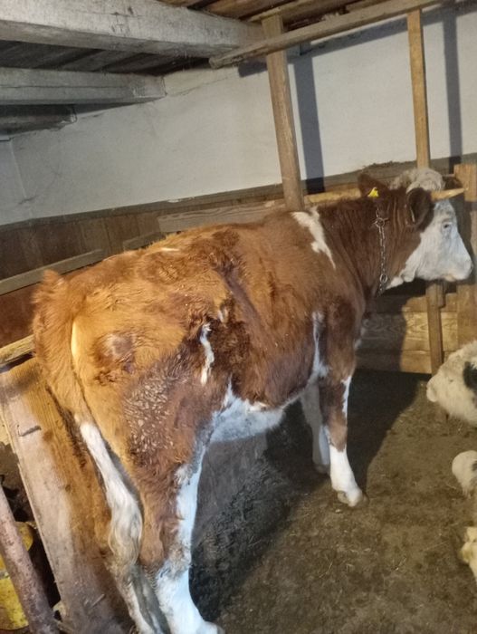 De vânzare junincă