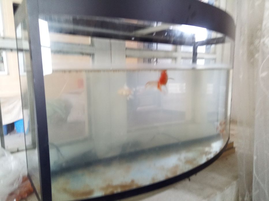 Баликлар аквариуми 60 литр 6та балиги Билан сотилади