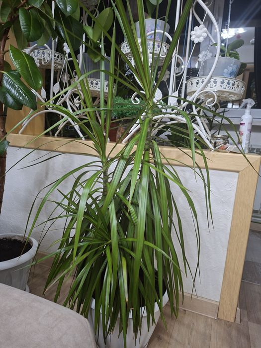 Продам комнатный цветок - Драцена