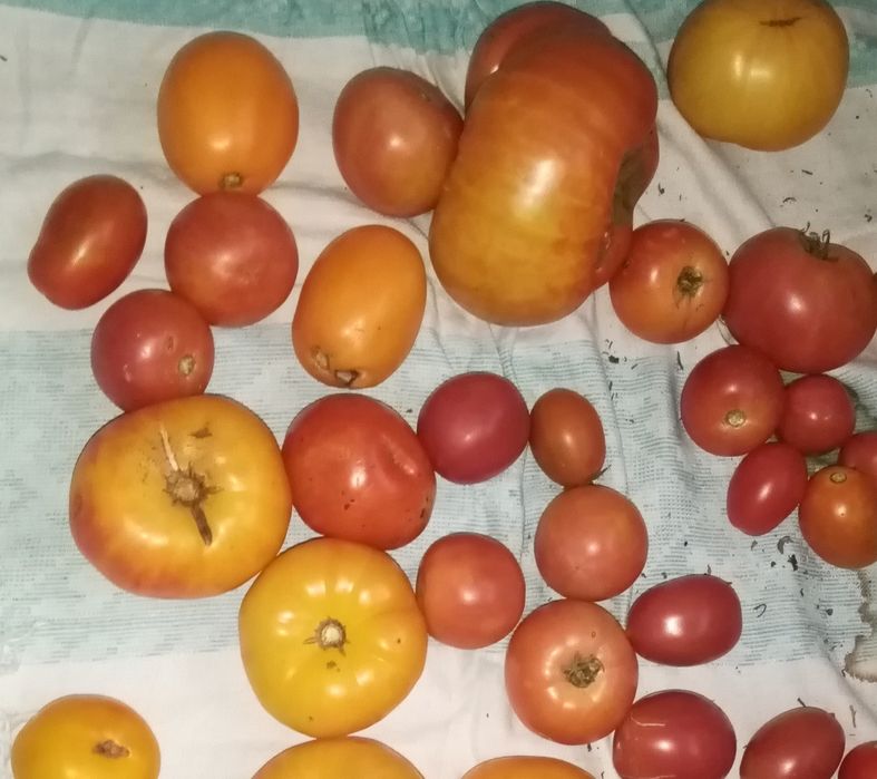 Продам помидоры дачные