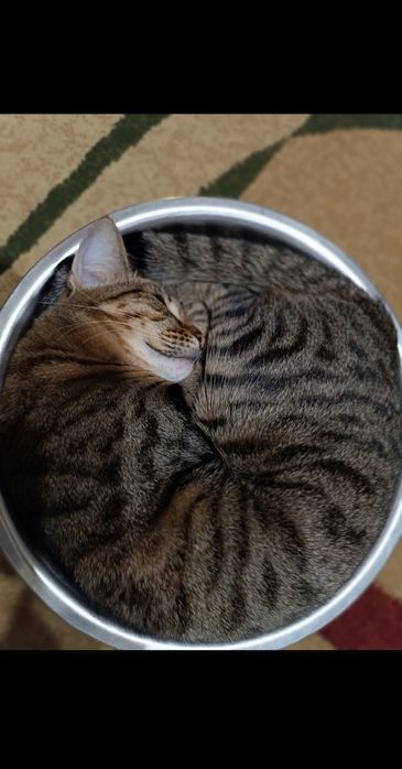 Кот домашний, 3 года