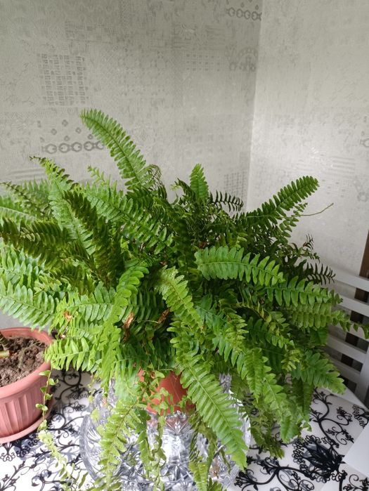 Продам домашние цветы 30000 штука