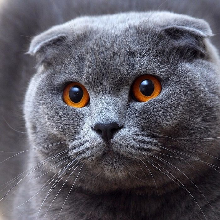 Кот шотландец супер кот