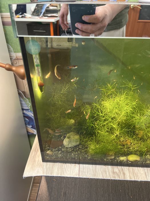 Аквариум вместе с рыбками