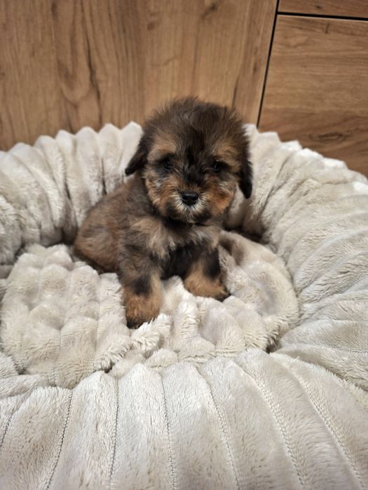 Cavapoo  / Ми ни