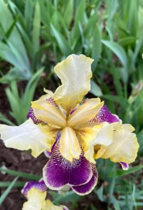 Ирис/Перуника за вашата градина