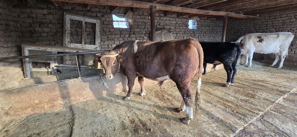 Бұқа сатылады, симментал