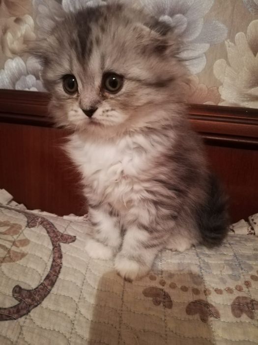 Продам Шотланских вислаушки ,Скоттиш  фолд !