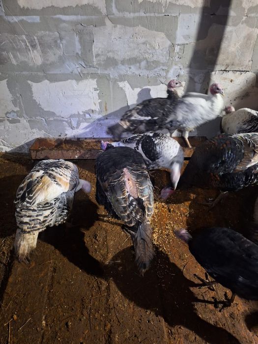 Продаётся Индюки