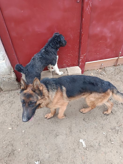 Продаётся щенок гибрид