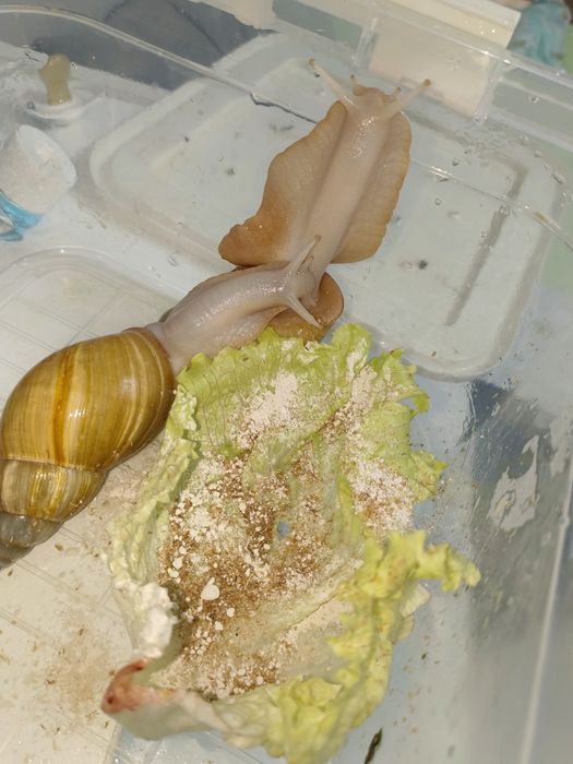 Улитки ахатинки большие